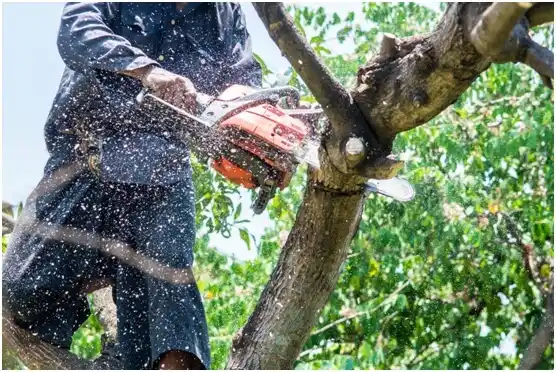 tree services Monroe North